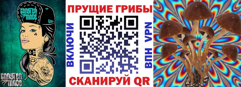 наркотики  Волчанск  Галлюциногенные грибы Cubensis 